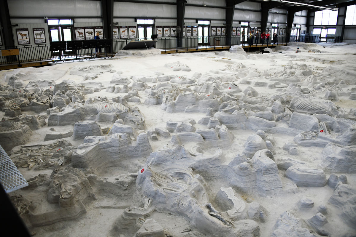 043 Fossils in the Rhino Barn.JPG